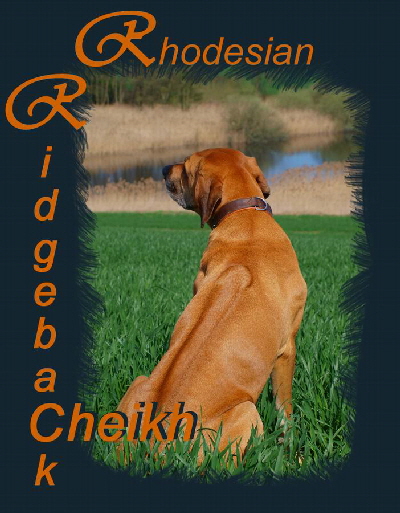 Rhodesian Ridgeback