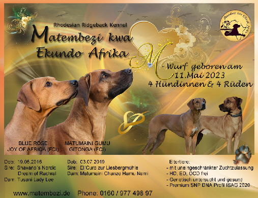 Rhodesian Ridgeback Matembezi M Wurf 11052023